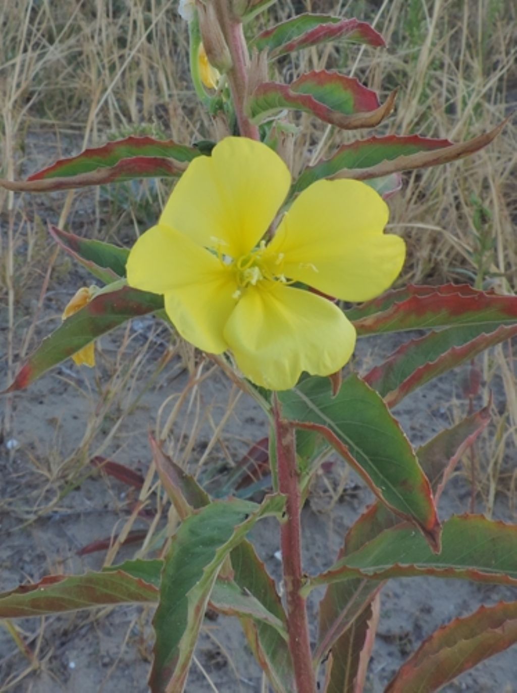 Piante dunali: Oenothera sp.